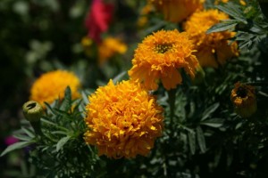 picture_176
