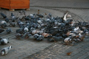 pidgeons in Oradea