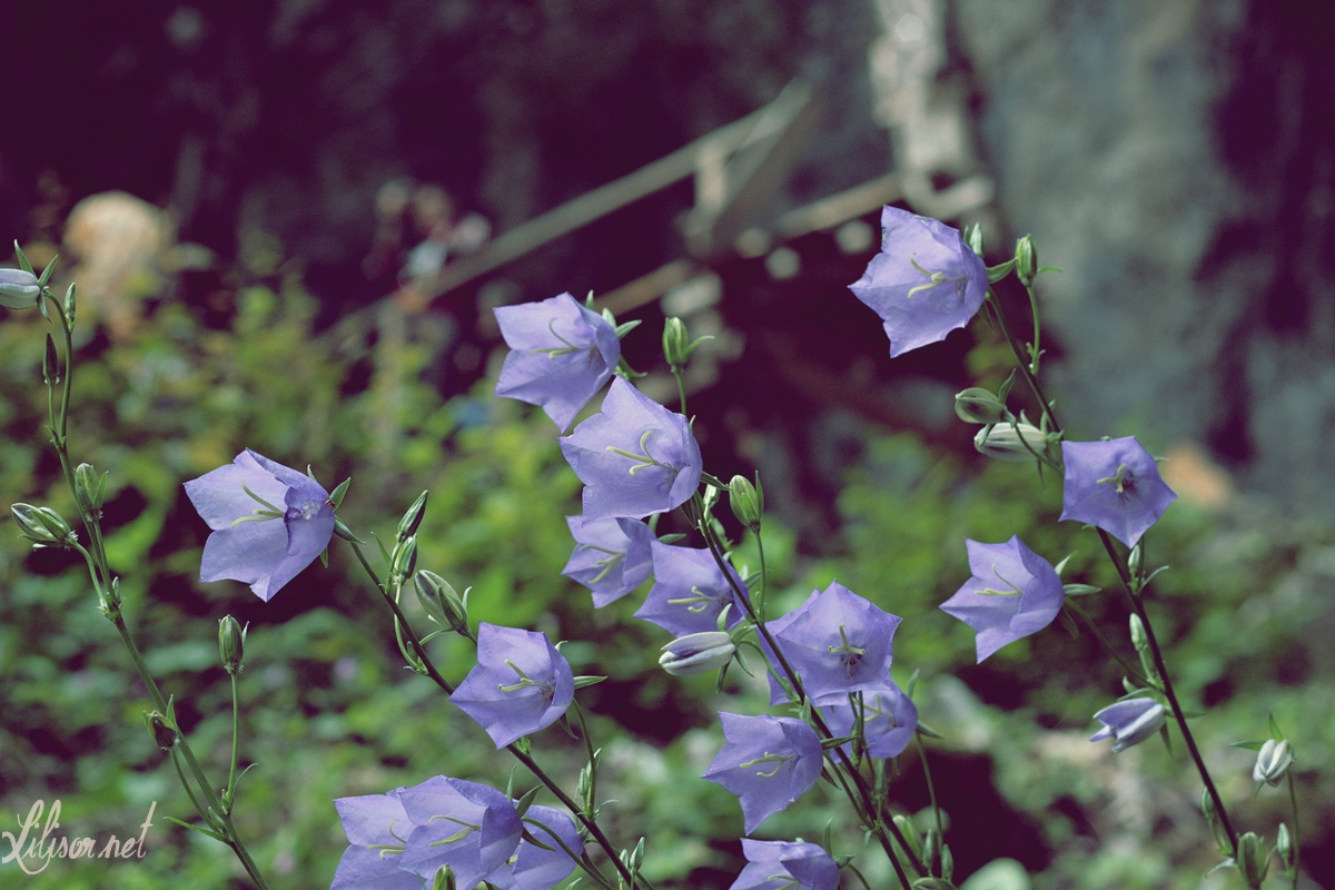 flori albastre pestera meziad