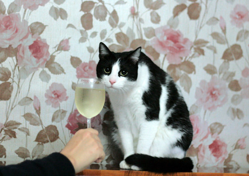 cat and champagne