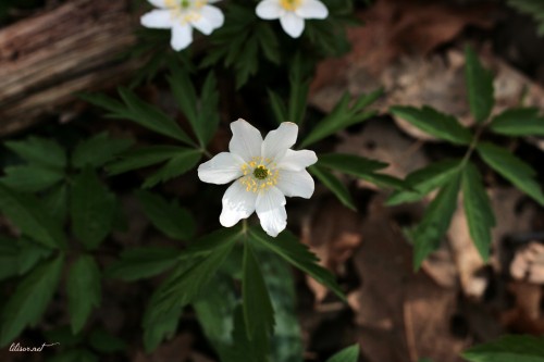 floare-alba