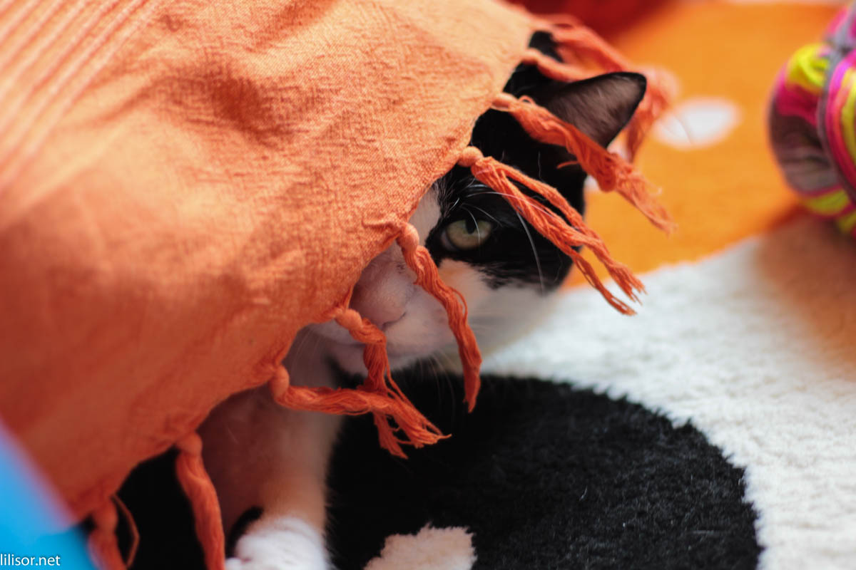 cat-under-blanket