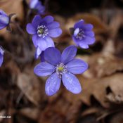 flori-albastre-primavara