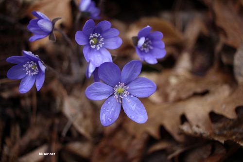flori-albastre-primavara