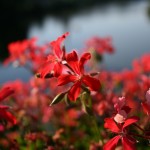 lugoj-flori-rosii