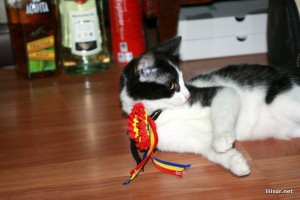 pisica-patrioata pisica patrioata