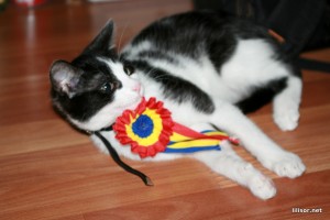 pisica-romaneasca pisica romaneasca :)