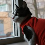 pisica dupa sterilizare