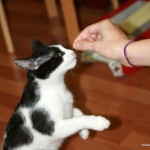 cum ii dai pisicii gustari