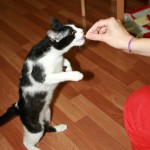 cum inveti pisica sa stea in 2 picioare