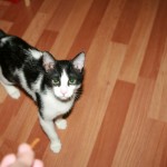 imi dai gustari sau te joci cu blitzu?