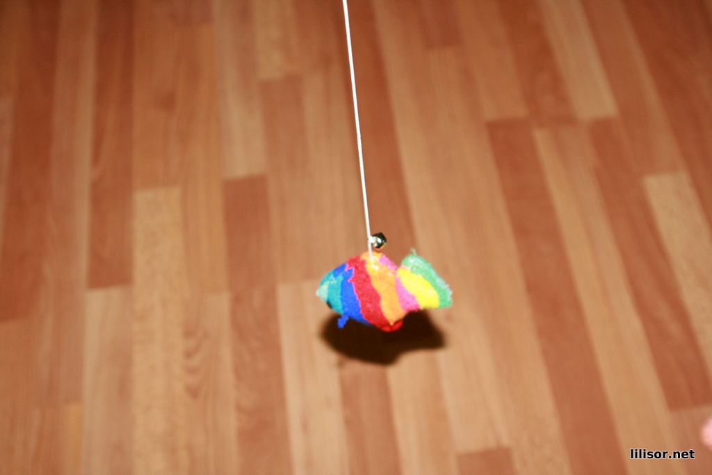 pestele colorat pentru pisici pestele colorat pentru pisici