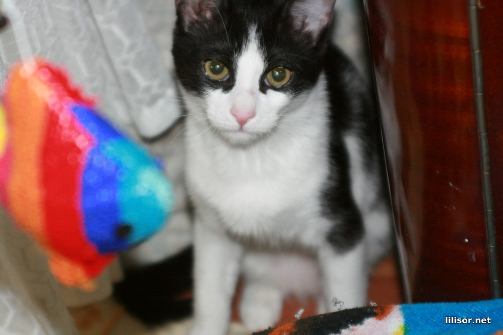 pisica si pestele colorat pisica si pestele colorat