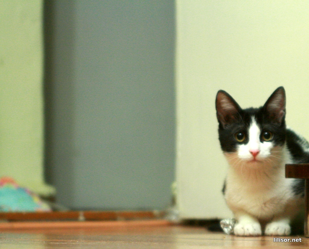 spioneaza ce s-a adus nou in casa spioneaza ce s-a adus nou in casa