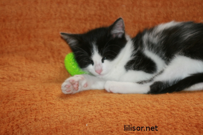 titic 2 luni motaind titic 2 luni motaind