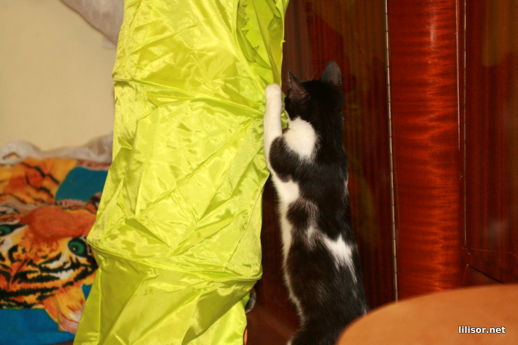 titic si etajera pentru pisici 2 titic si etajera pentru pisici 2