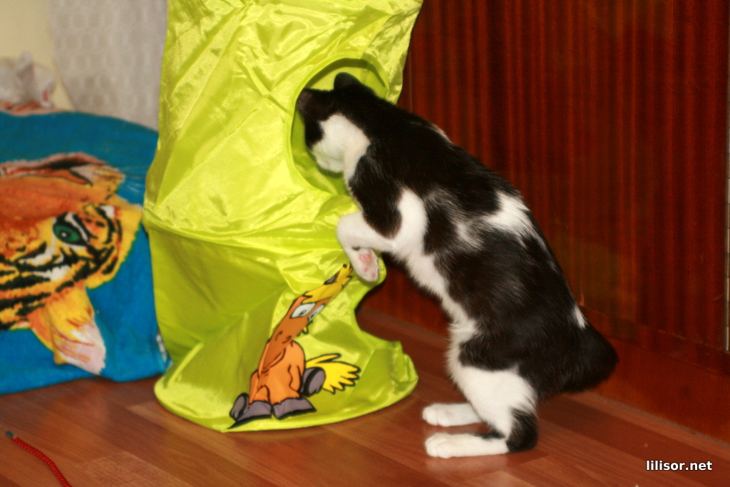 titic si etajera pentru pisici 3 titic si etajera pentru pisici 3