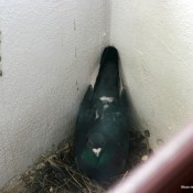 porumbel din Turnul Primariei