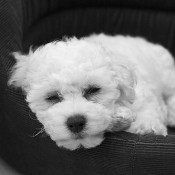 bichon