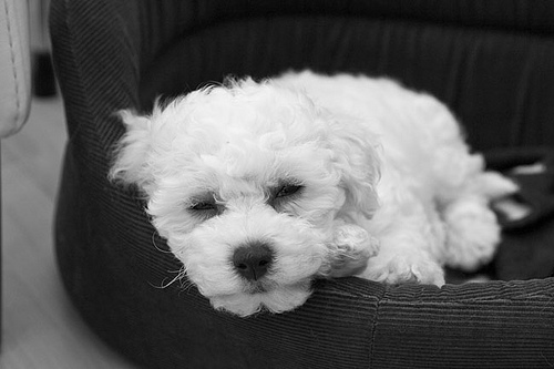 bichon