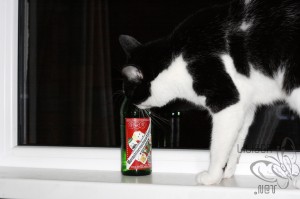 pisica linge sticla bere