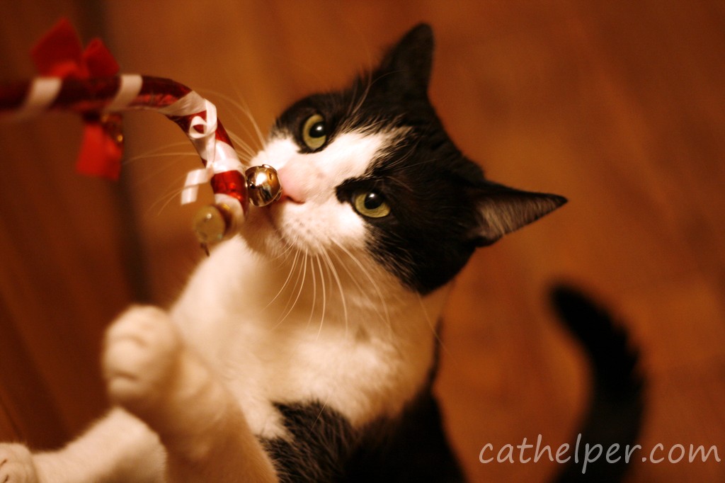 pisica_jucausa_50mm pisica_jucausa_50mm