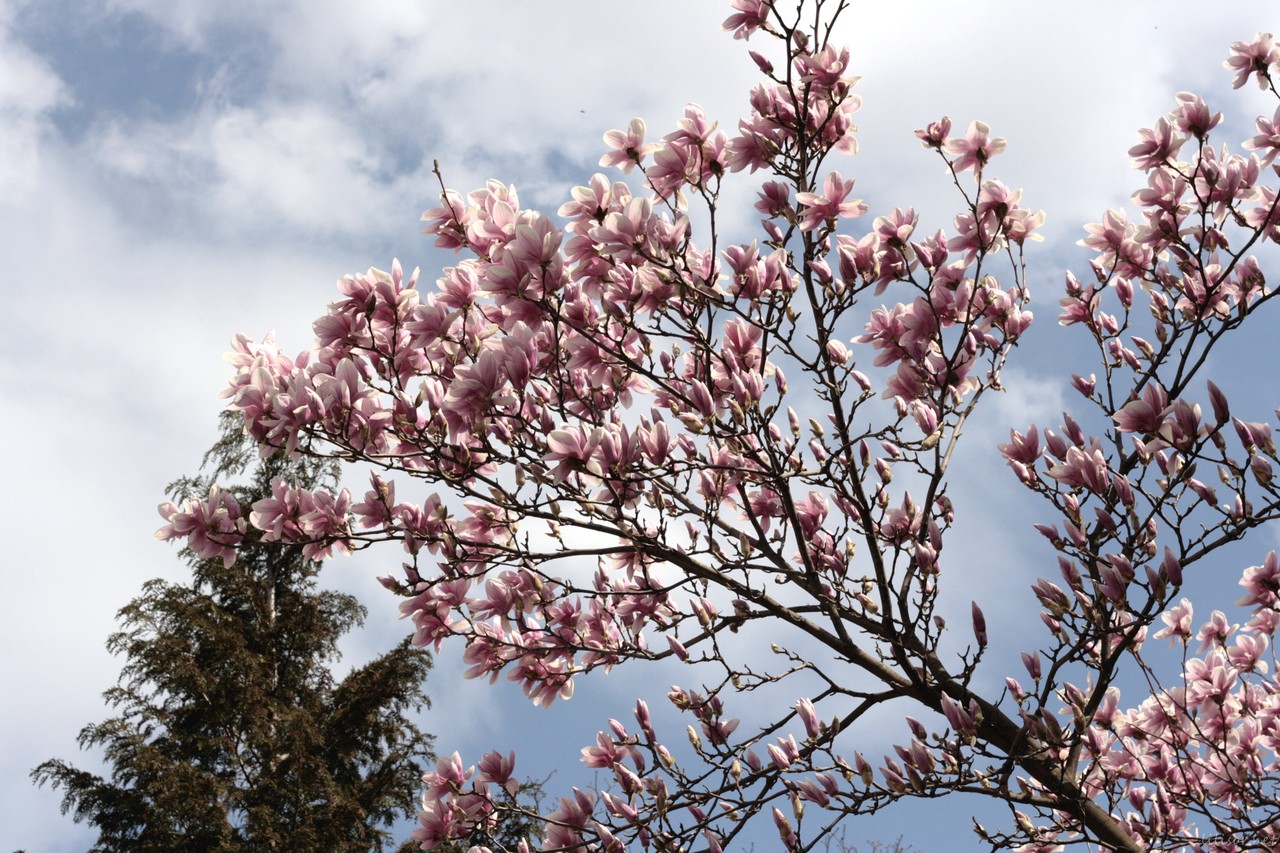 magnolii roz la palatul baroc
