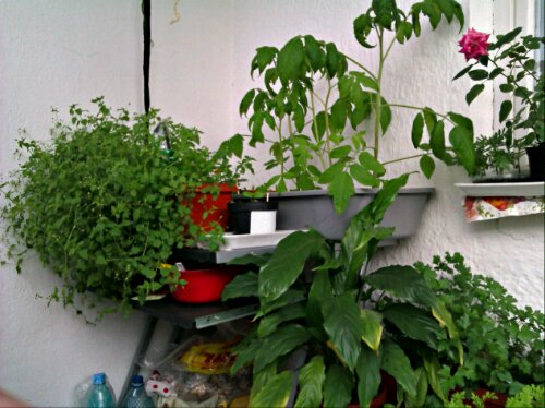 Welcome to my jungle