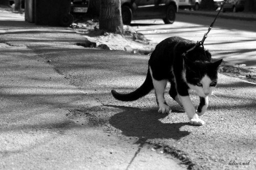 pisica plimbare lesa pisica plimbare lesa