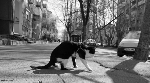 pisoi in lesa pisoi in lesa