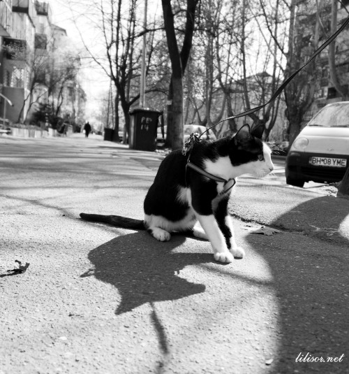 pisoi oradea pisoi oradea