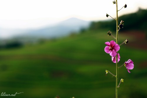 floare pe deal