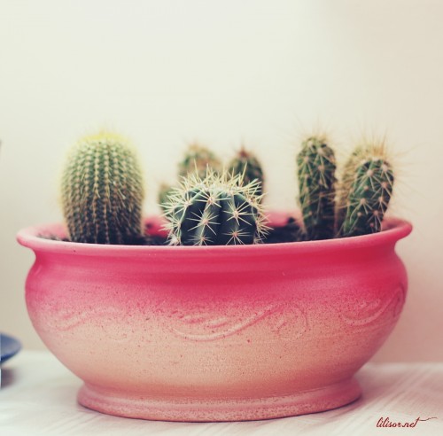 cactus-in-ghiveci
